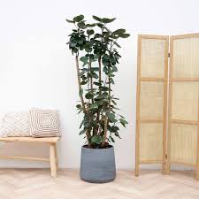 Image result for Polyscias