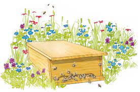 Je nach sorte blühen verbenen von mai bis oktober. Die Bienenkiste