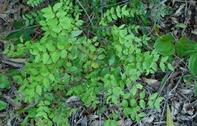 Image result for Synaptolepis alternifolia