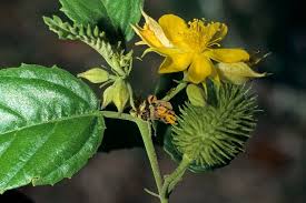 Image result for Corchorus longipedunculatus