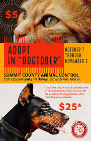 Leveling up a common pet is much faster than leveling up a legendary pet because you have. Summit County Division Of Animal Control To Offer Discounted Pet Adoption Fees Starting Monday Cleveland Com
