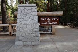 Yosemite trails leads a guide horseback tour from their stables just outside the southern boundary of the park into the mariposa grove. Yosemite National Park Mariposa Grove The Grizzly Giant Usa