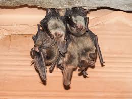 Water damage restoration services in milwaukee, wi. The Importance Of Humane Bat Removal From Your Home Local News I Racine County Eye Racine Wisconsin