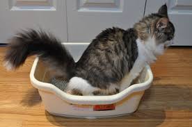 This allows trapping the litter on the mat each time your cat steps in and out of the litter box. How To Keep Your Cat Litter From Tracking Everywhere