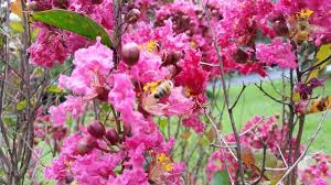 The veins make pronounced sweeping upward curves from the center line of the leaf to the outside edge. What S Blooming Nashville Area Beekeepers Association