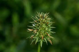 Image result for Trifolium squarrosum
