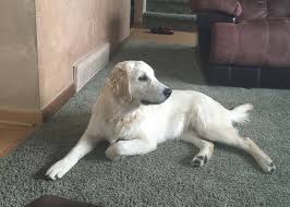 Since then, the breed has established itself as a wonderful. Nebraska S Akc Golden Retriever Puppies Home Facebook
