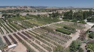Last minute searching for some trees for our backyard. Moon Valley Nurseries Gilroy Youtube