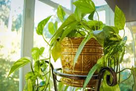 Pin En Plantas De Interior