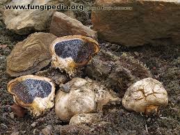 Image result for Scleroderma polyrhizon