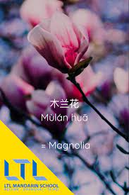 Magnolia In Chinese Mandarin Chinese Learning Chinese Lessons Chinese Language Learning