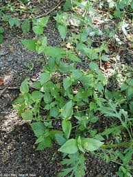 Image result for Galinsoga parviflora