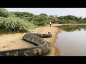 Anaconda Snake 3 In Real Life HD Video - YouTube