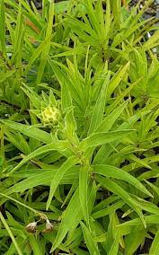 Image result for Isonema