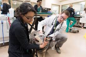 Symptoms of liver cancer in dogs dogs with liver cancer are often asymptomatic in the early stages of the disease, which means that by the time symptoms become evident the disease is fairly progressed. Common Cancers In Dogs Flint Animal Cancer Center