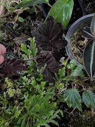 Image result for Begonia oxyloba