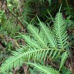 Image result for Pteris dentata
