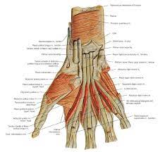 muscles of the arm and the hand anatomical plates arm muscle anatomy human body anatomy medical anatomy