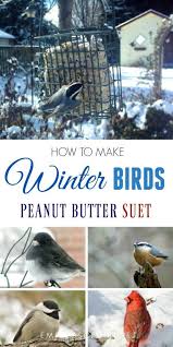 Homemade Peanut Butter Suet For Birds Easy Recipe Winter Bird Feeders Bird Feeders Backyard Birds Sanctuary