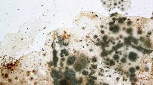 Understanding Mold: Prevention & Remediation,Jenny Barthel