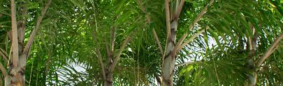 Perfect for professional soap makers and diy hobbyists. West Palm Beach Wholesale Palm Trees Palmco Florida