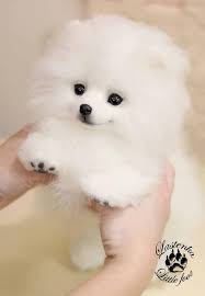 Pin On Dogs