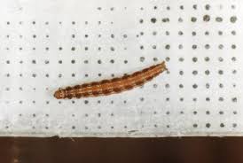 Image result for Ericinella