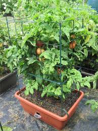 It can handle up to 18 hours of direct light per day. How To Choose Tomato Plant Varieties Gardener S Supply