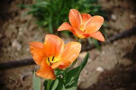 Orange flowers names and pictures. A Wow Worthy List Of 20 Orange Flower With Names Facts And Pictures Gardenerdy