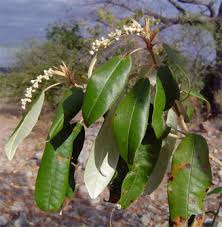 Image result for Croton gratissimus