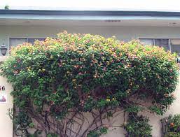 If you are wondering which plants to opt for, here is a list of climbers that are just right for indian homes like. Common Blooms Around The City Philippine Observers