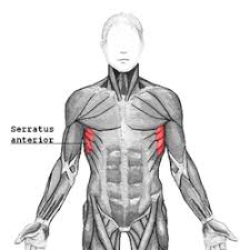 'salt' stands for 'serratus anterior = long thoracic' and will help you remember the name of the nerve. Serratus Anterior Muscle Wikipedia