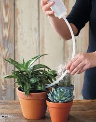 How often should i water my plants ? Easy Way To Water Succulents Cacti Garden Gate
