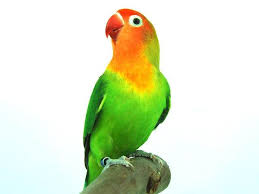 Bagaimana agar menambah durasi ngekek lovebird? Burung Lovebird Ngekek Lovebirds Lover