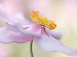 May 27 at 1:00 am ·. Japanese Anemone Anemoon Bloemen Planten