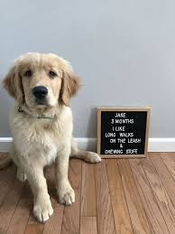 3 Months Old Super Cute Puppies Big Puppies Puppy Photos