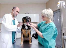 Check spelling or type a new query. Pet Vet Mobile Dispensary Veterinary Doctors Book Appointment Online Veterinary Doctors In Sonagiri Bhopal Justdial