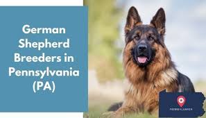 Maybe you would like to learn more about one of these? 29 German Shepherd Breeders In Pennsylvania Pa German Shepherd Puppies For Sale Animalfate