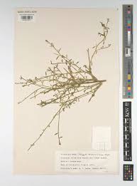 Image result for Polygala erioptera