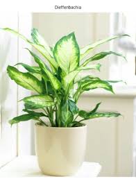 Dieffenbachia Inside Plants Bathroom Plants Plants