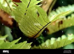 Image result for Drynaria volkensii