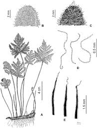 Image result for Cheilanthes quadripinnata