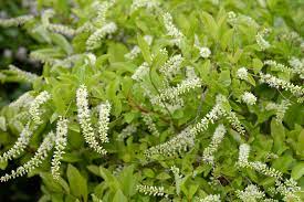 Check spelling or type a new query. Virginia Sweetspire Care And Growing Guide