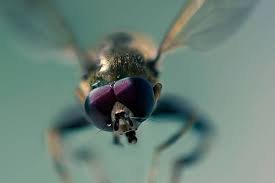 Discover The Truth About Horse Flies How They Threaten Fl Properties