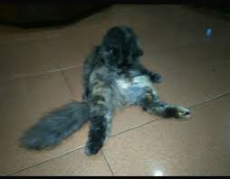 Kamu bisa terapkan untuk memandikan kucing manis kesayanganmu. 7 Tips Berhasil Memandikan Kucing Sendiri Tanpa Grooming Di Salon Perempuan April