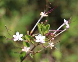 Image result for Volkameria