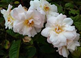 Image result for Galopina circaeoides