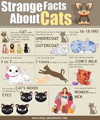 Puppies love games such as hide and seek! Datos Interesantes Cobre Los Gatos Fun Facts About Cats Cat Facts Fun Facts About Cats Cat Infographic