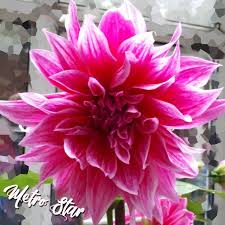 Mero Star Little Garden Flowers Dahlia