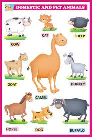 Animal Names Chart Learning For Kids Domestic Animals Chart Chart Paper Print H Krishna Posters Educational Posters In India Buy Art Film Design Movie Music Nature And Educational
